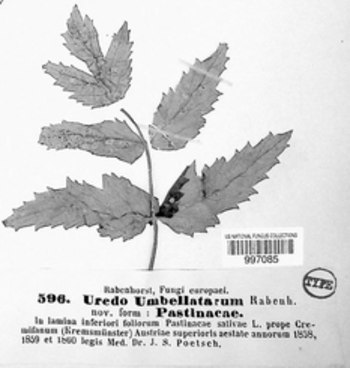 Uredo umbellatarum image